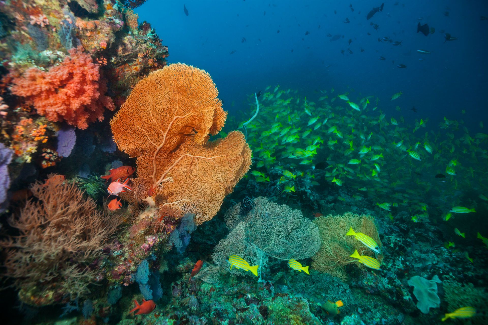 Underwater life in the Maldives